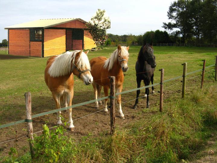 ECONOMY BARNS FOR ALL BUDGETS